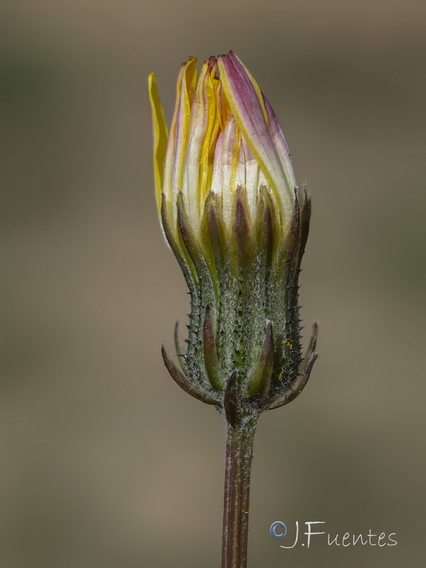 Crepis salzmanii.10