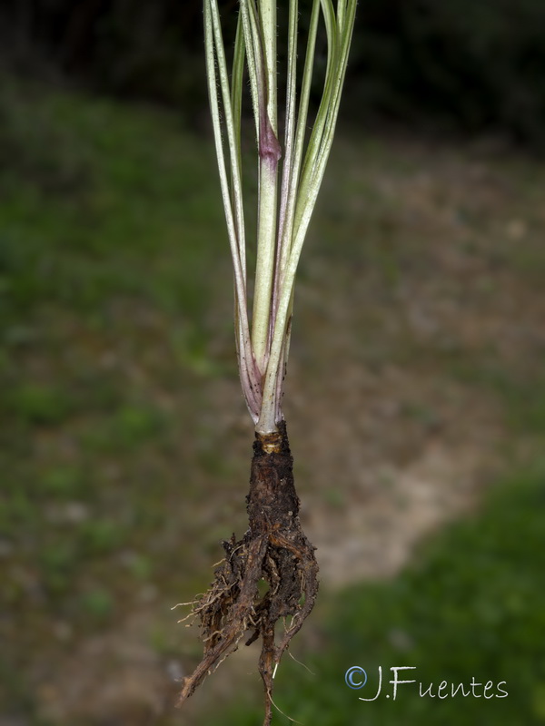 Crepis salzmanii.11