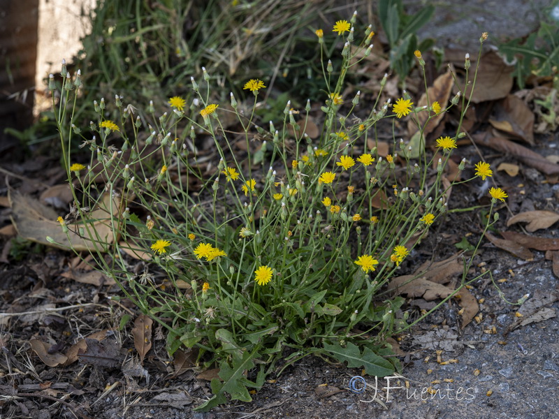 Crepis taraxacifolia.26