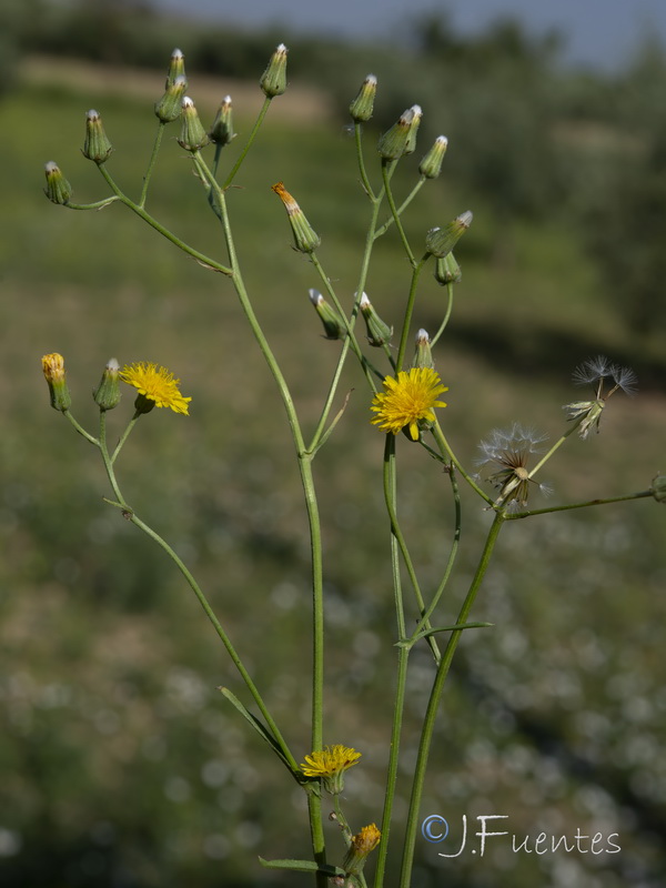 Crepis taraxacifolia.27