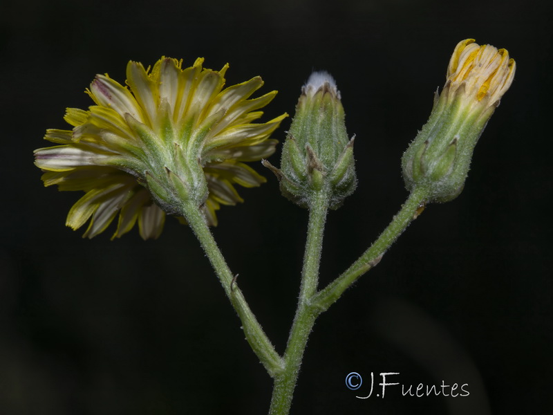 Crepis taraxacifolia.29