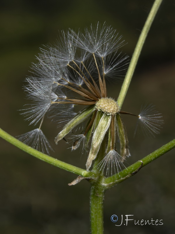 Crepis taraxacifolia.30