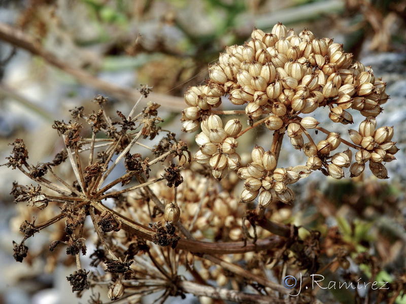 Crithmum maritimum.15