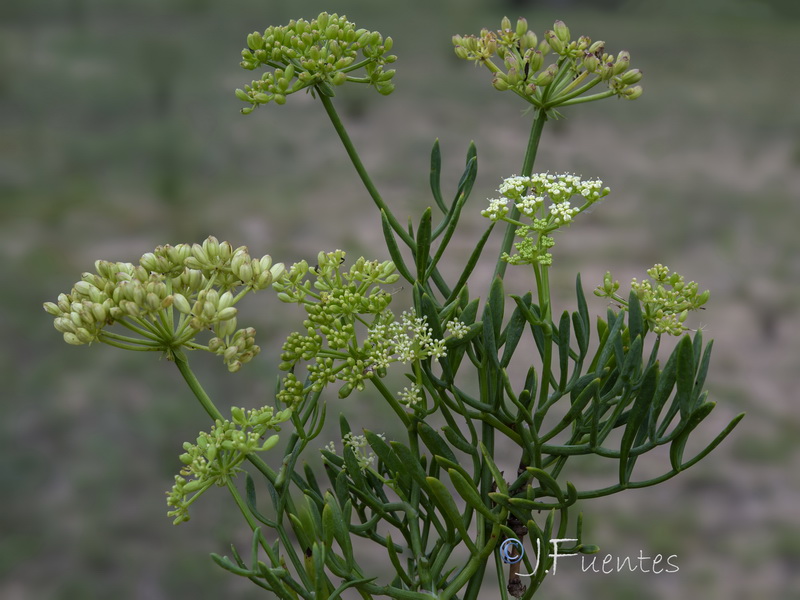 Crithmum maritimum.17