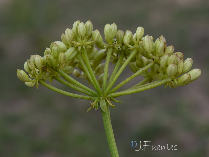 Crithmum maritimum.18