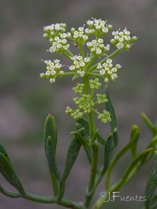 Crithmum maritimum.19