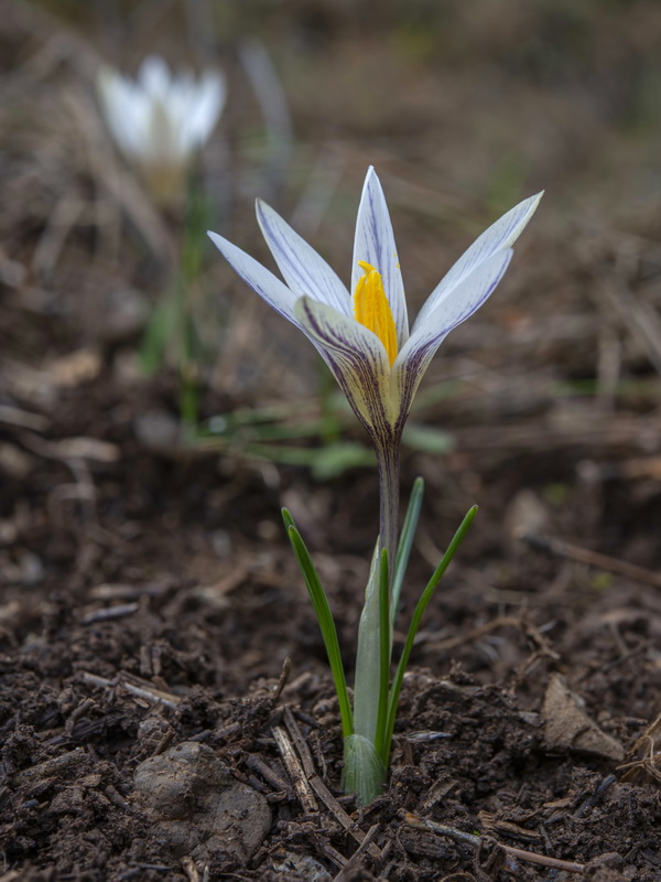 Crocus nevadensis.22