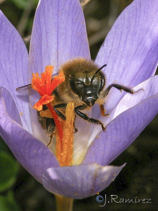 Crocus serotinus.42