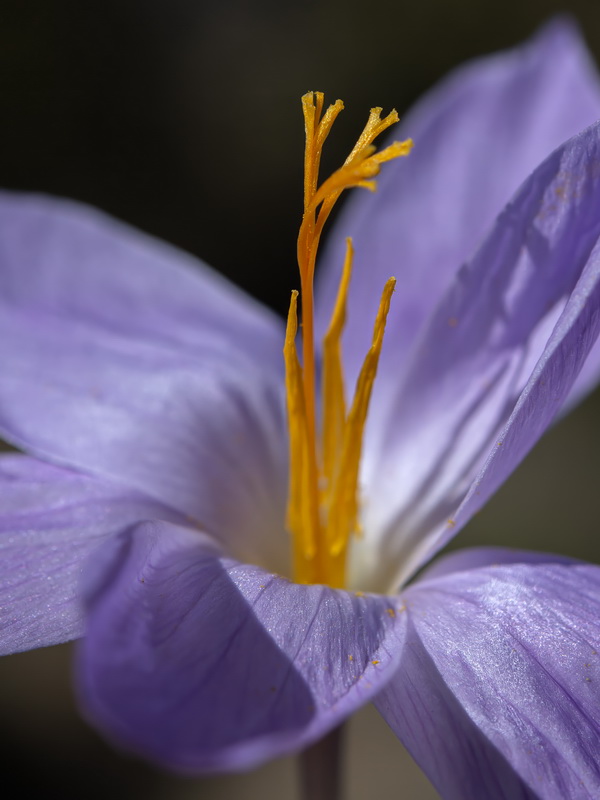 Crocus serotinus.38