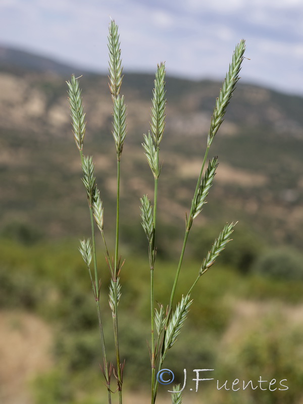 Crucianella angustifolia.18