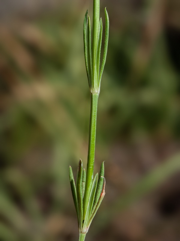 Crucianella angustifolia.21