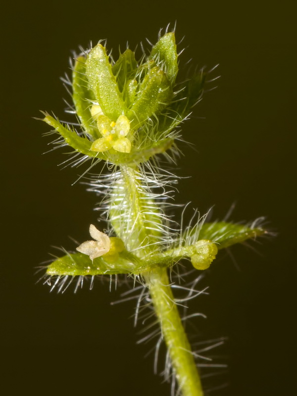 Cruciata pedemontana.07