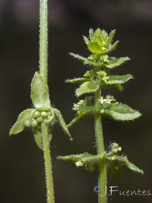 Cruciata pedemontana.14