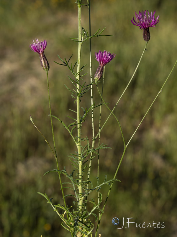 Crupina crupinastrum.21