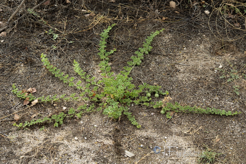 Cucumis myriocarpus myriocarpus.11