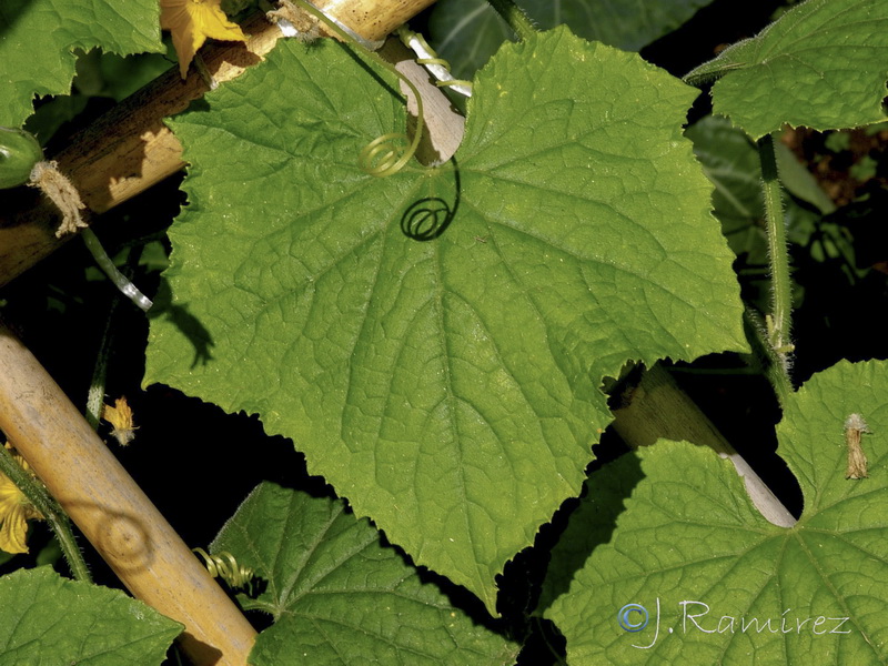 Cucumis sativus.01