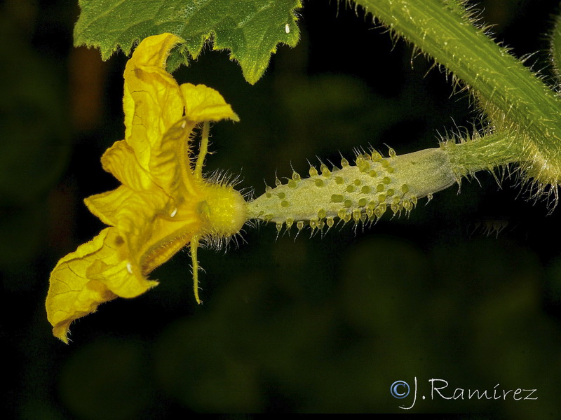 Cucumis sativus.02