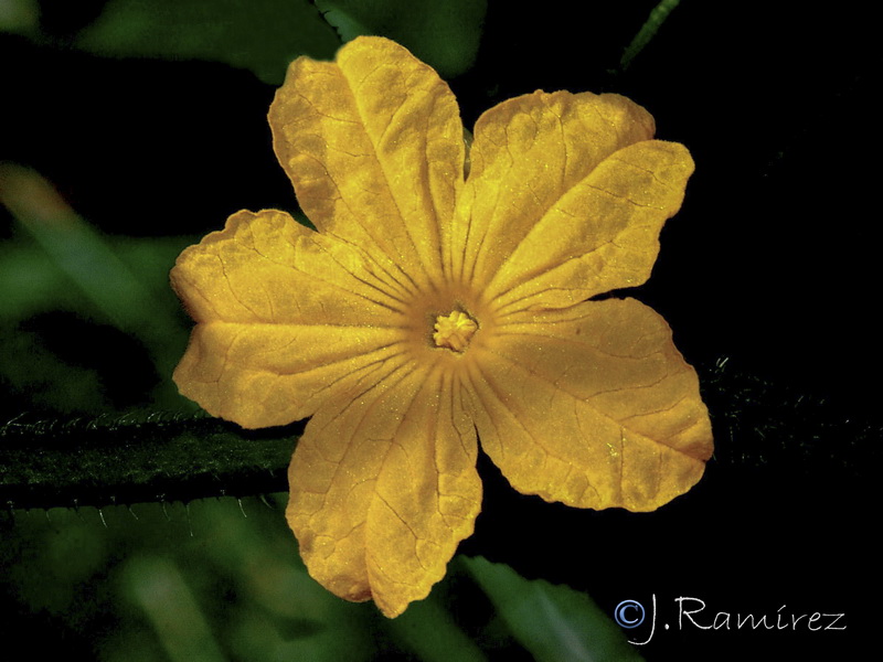 Cucumis sativus.03