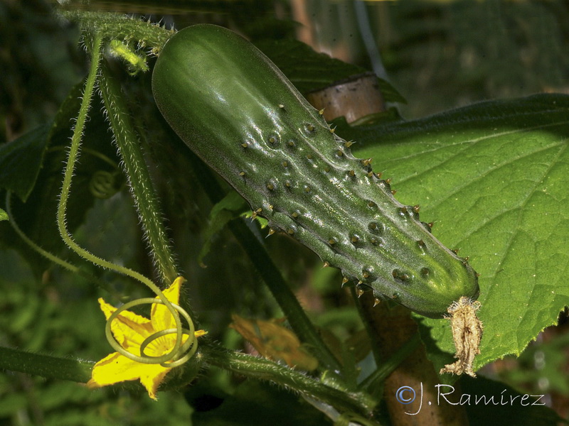 Cucumis sativus.04