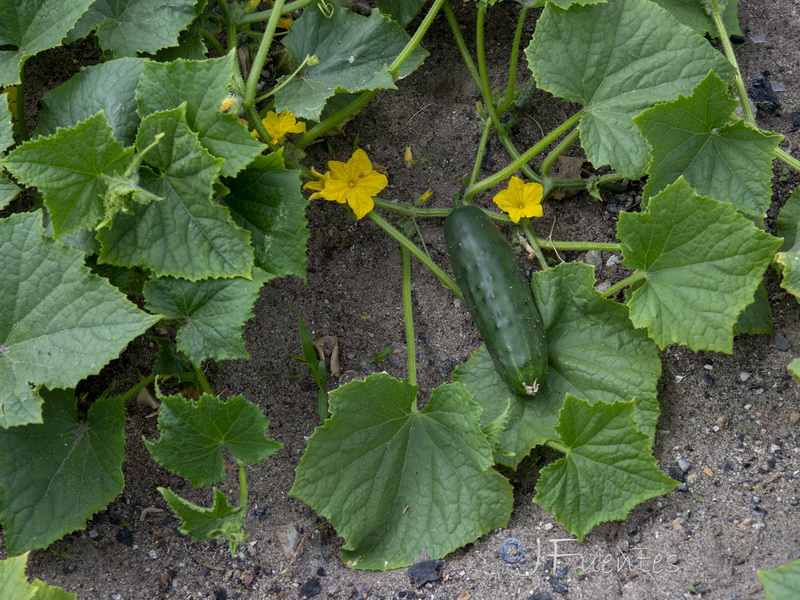 Cucumis sativus.06