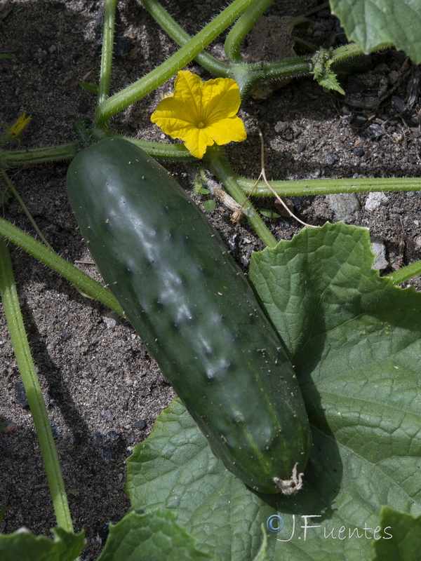 Cucumis sativus.07