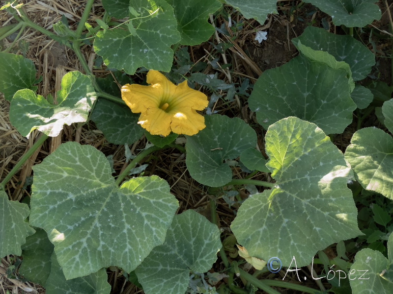 Cucurbita maxima.02