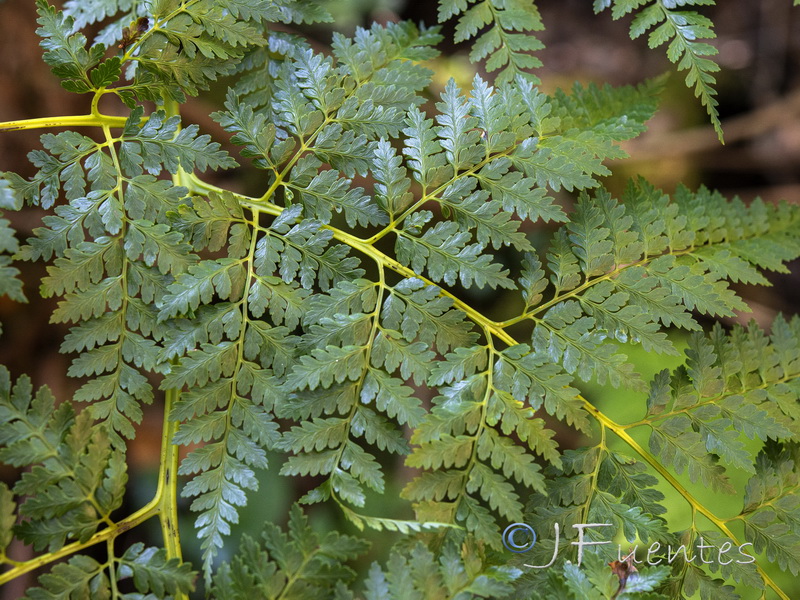 Culcita macrocarpa.10