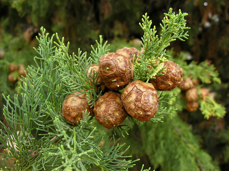 Cupressus sempervirens.06