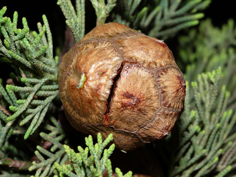 Cupressus sempervirens.08