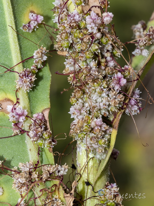 Cuscuta epithymum.04