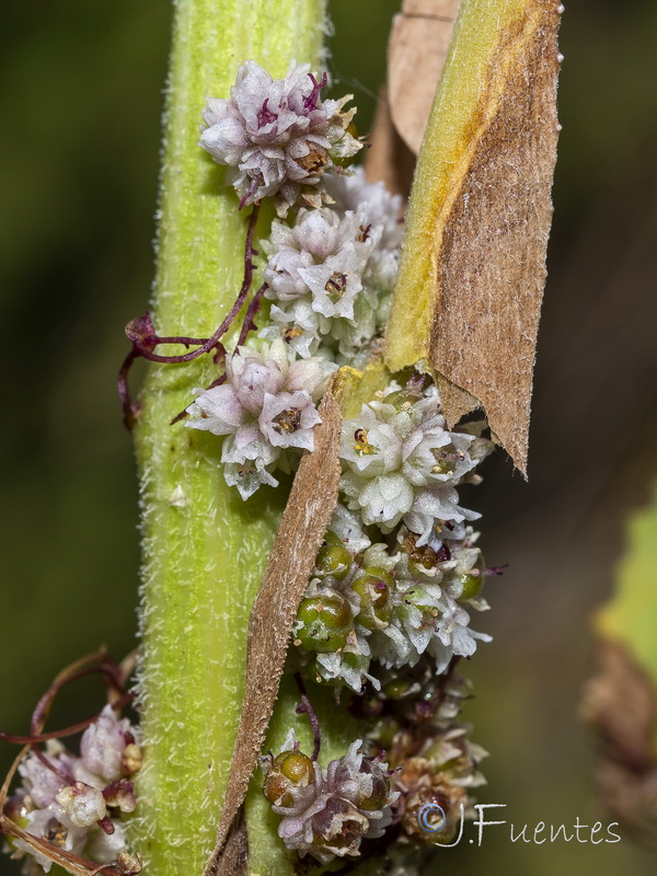 Cuscuta epithymum.05