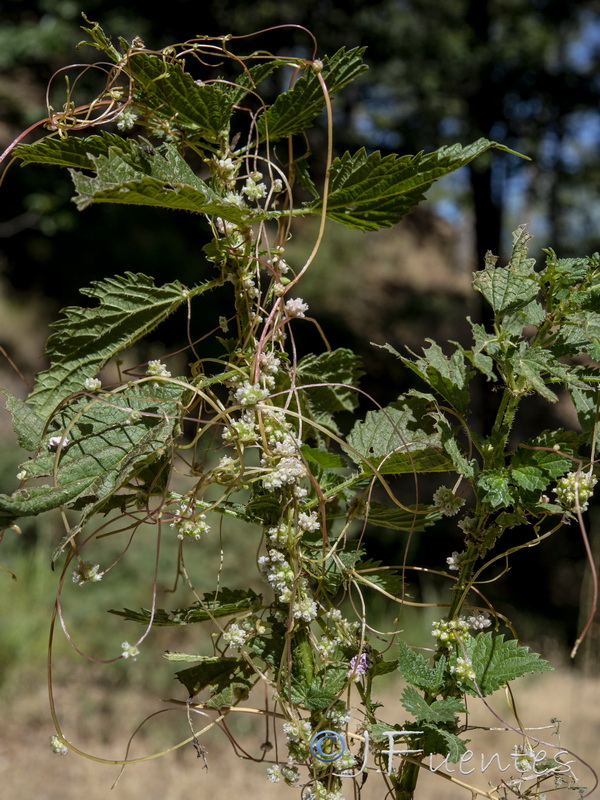 Cuscuta europaea.03