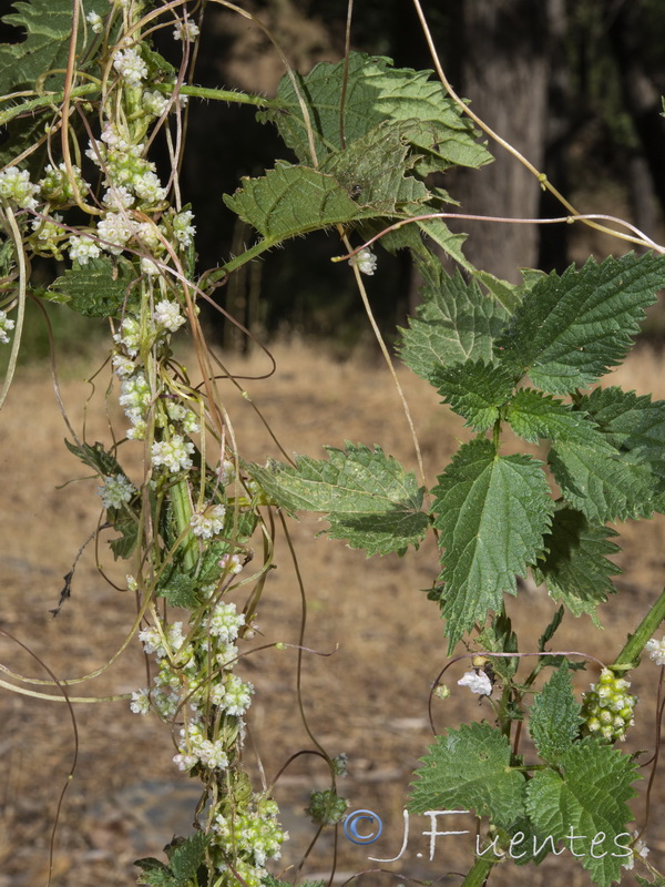 Cuscuta europaea.04