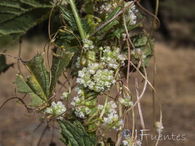 Cuscuta europaea.05