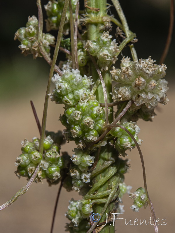 Cuscuta europaea.06