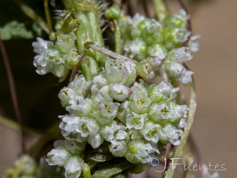 Cuscuta europaea.07