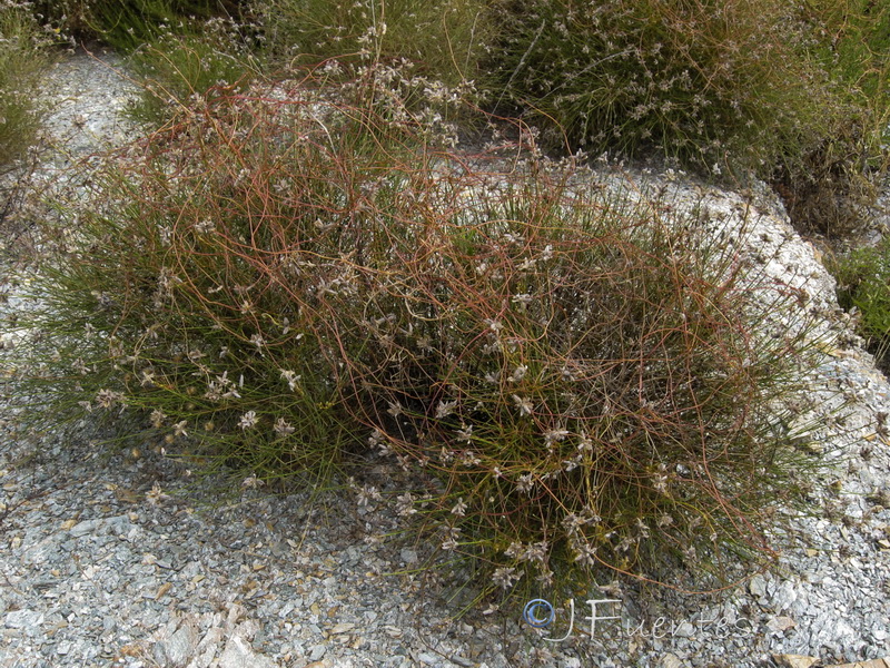 Cuscuta monogyna.02