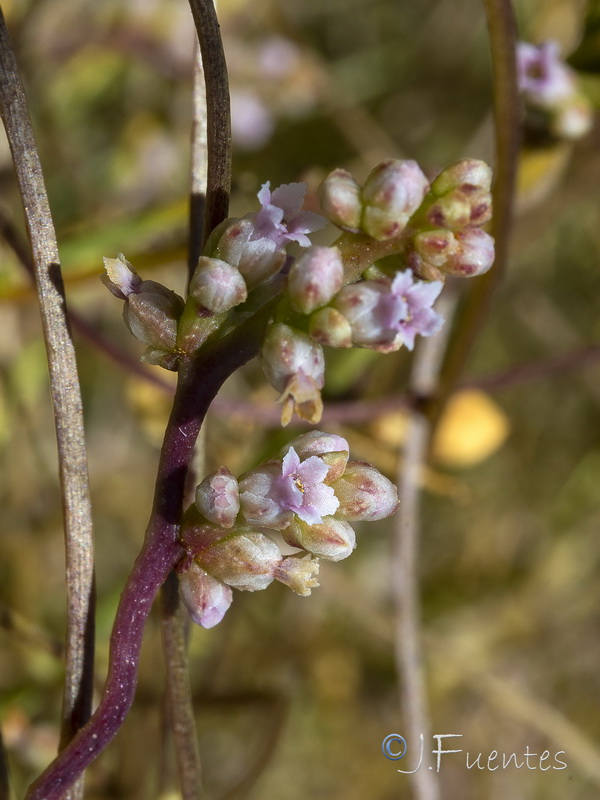 Cuscuta monogyna.14