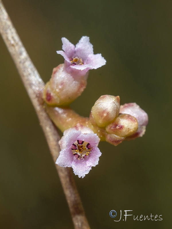 Cuscuta monogyna.17