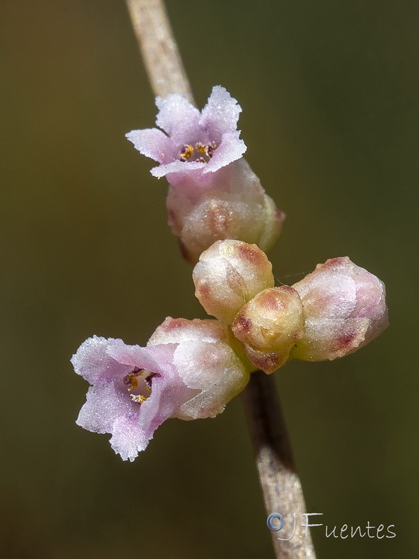 Cuscuta monogyna.18