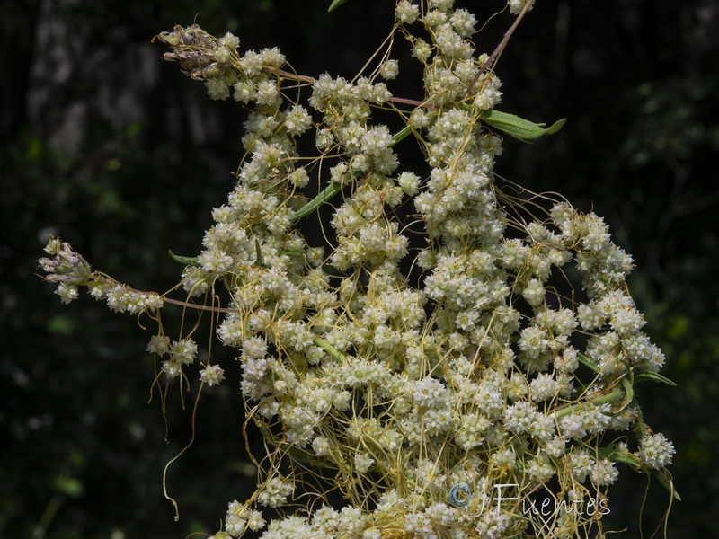 Cuscuta planiflora.07