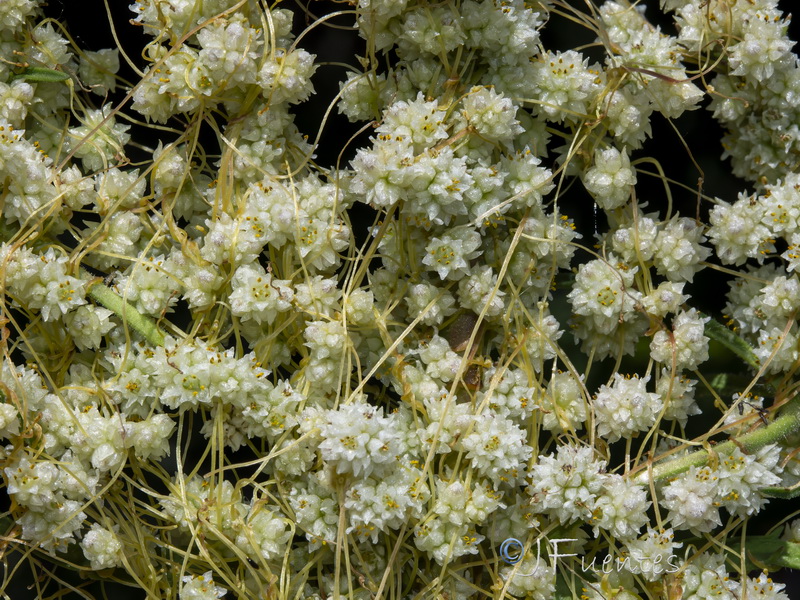 Cuscuta planiflora.08