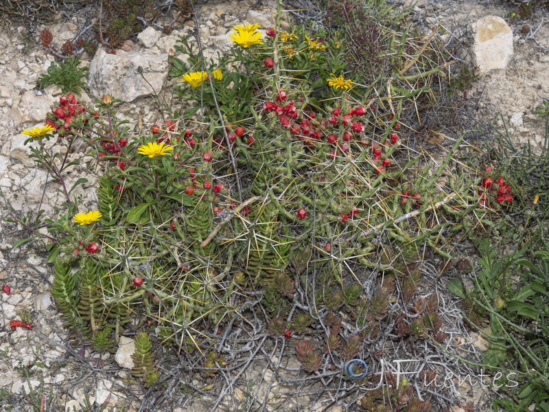 Cylindropuntia leptocaulis.01