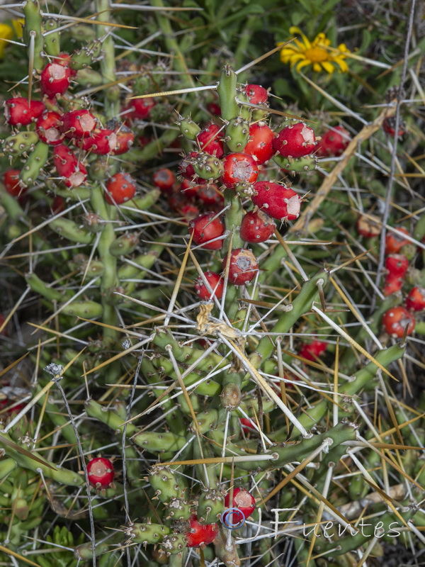 Cylindropuntia leptocaulis.02