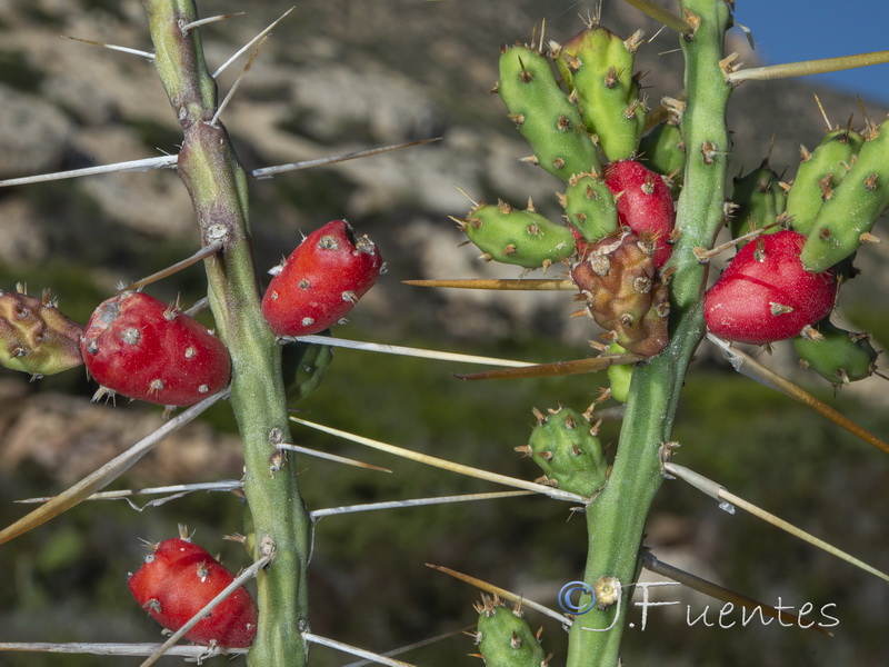 Cylindropuntia leptocaulis.04