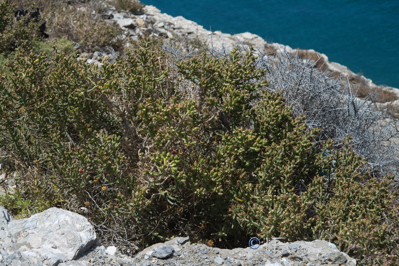 Cylindropuntia leptocaulis.06