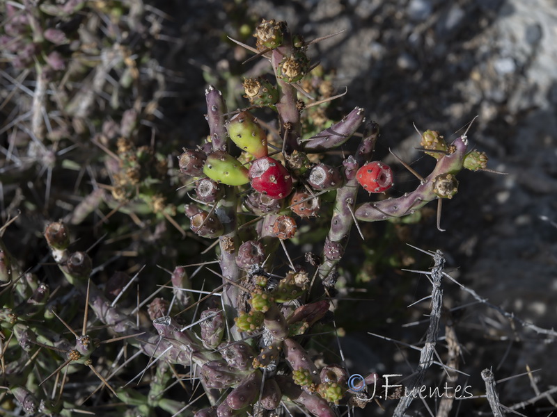 Cylindropuntia leptocaulis.07