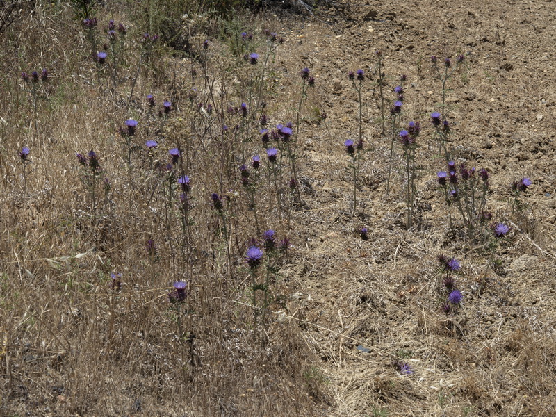 Cynara algabiensis.16