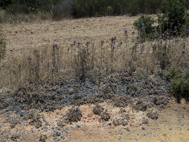 Cynara algabiensis.17