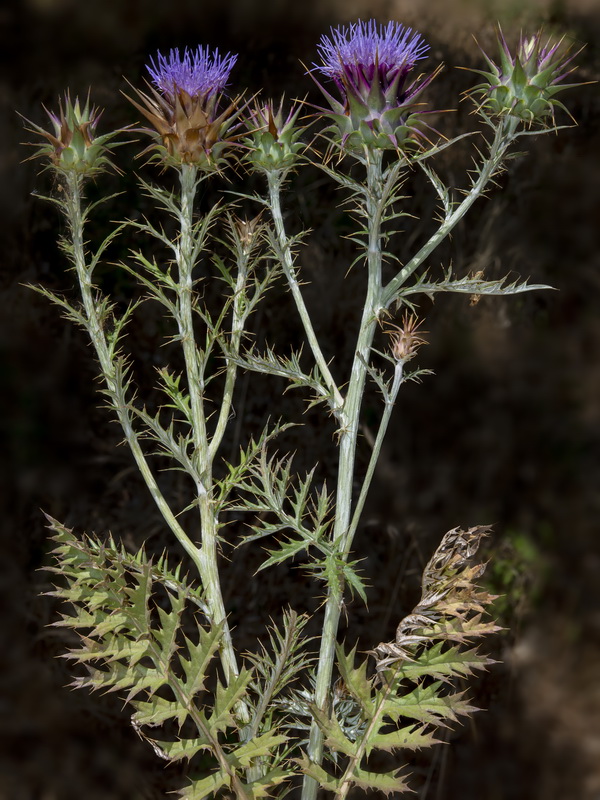 Cynara algabiensis.20